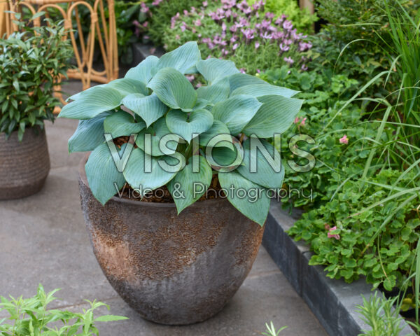 Hosta Bulletproof Hosta Bulletproof