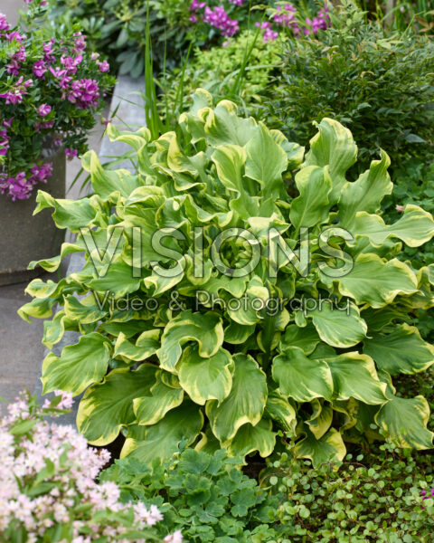 Hosta Wheee! Hosta Wheee!