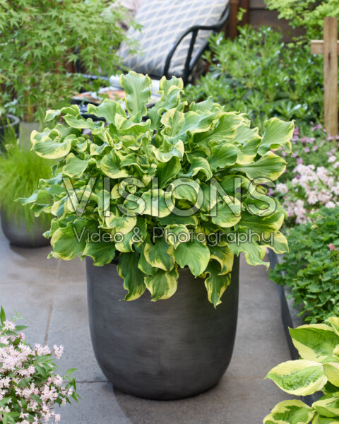 Hosta Wheee! Hosta Wheee!