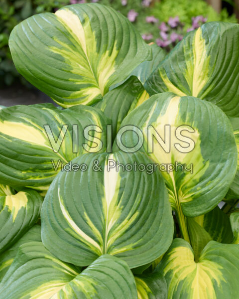 Hosta Heatwave Harmony Hosta Heatwave Harmony