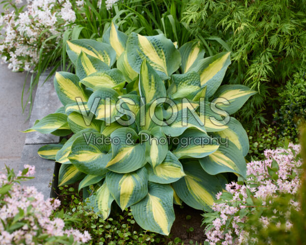 Hosta Chain Lightning Hosta Chain Lightning