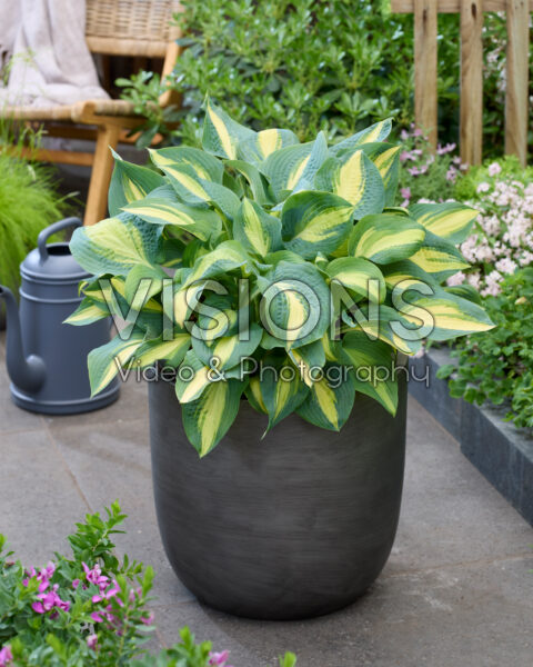 Hosta Chain Lightning Hosta Chain Lightning