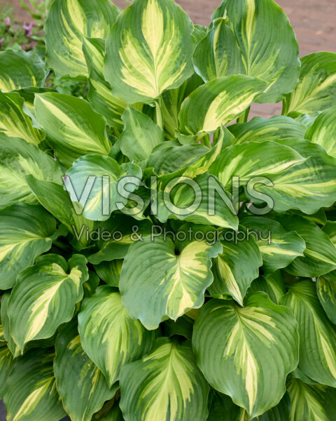 Hosta Lakeside Paisley Print