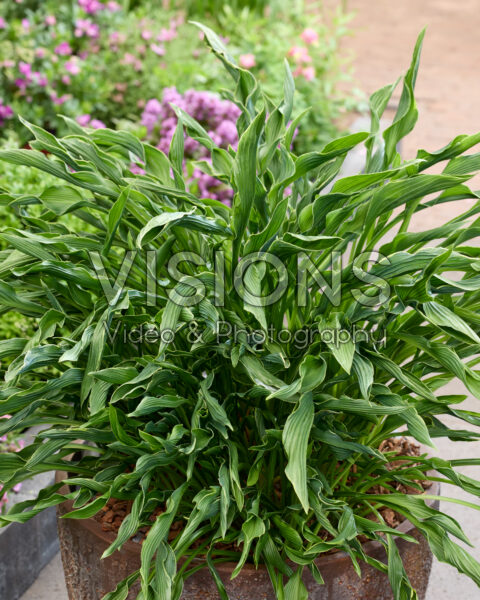 Hosta Praying Hands