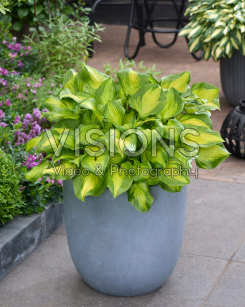 Hosta Lakeside Banana Bay Hosta Lakeside Banana Bay