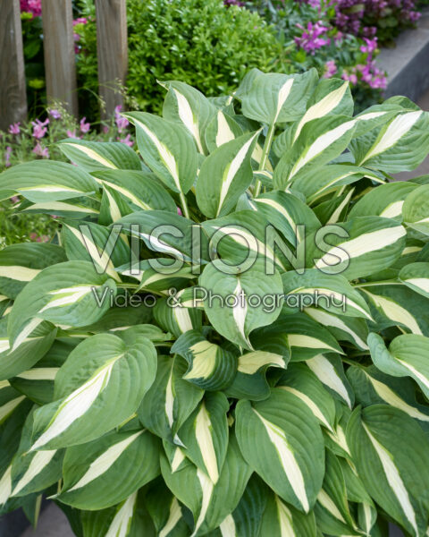 Hosta White Bikini