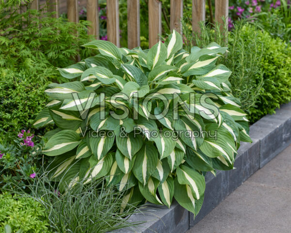 Hosta White Bikini