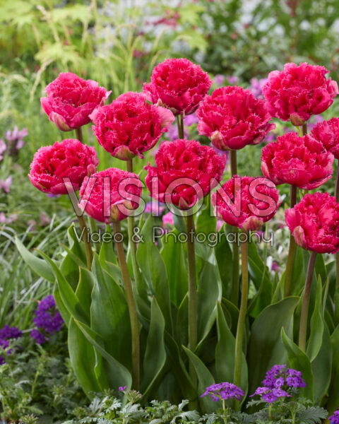 Tulipa Wind of Change Tulipa Wind of Change