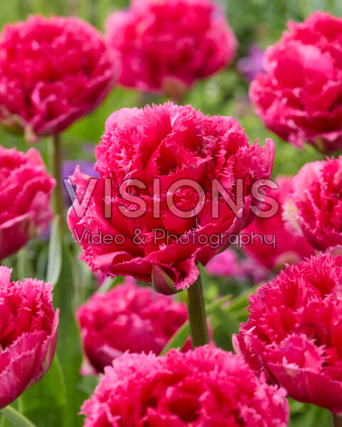 Tulipa Wind of Change Tulipa Wind of Change