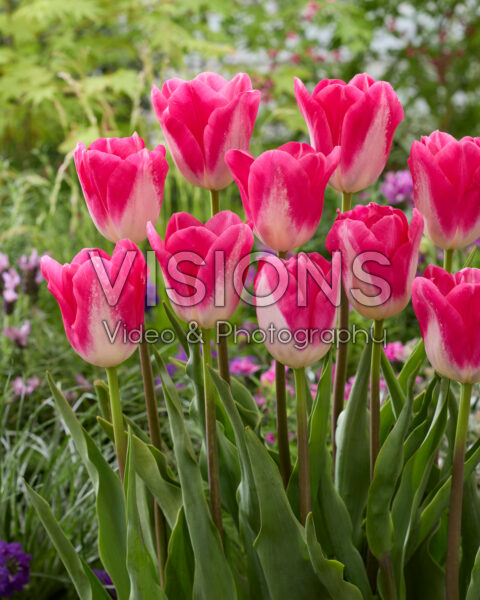Tulipa Wizard of Oz