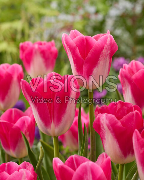 Tulipa Wizard of Oz