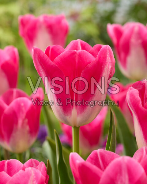 Tulipa Wizard of Oz
