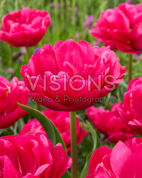 Tulipa Santiago Tulipa Santiago