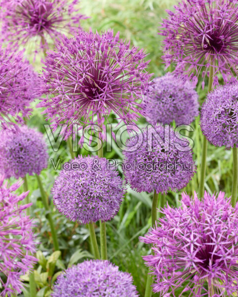 Allium Purple Rain, Gladiator
