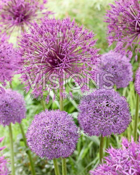 Allium Purple Rain, Gladiator Allium Purple Rain, Gladiator
