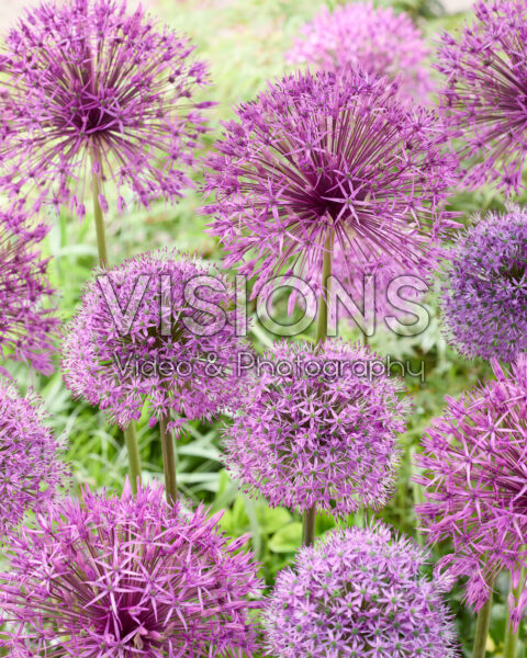 Allium Purple Rain, Stratos