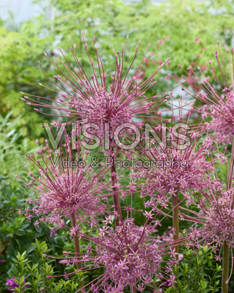 Allium schubertii