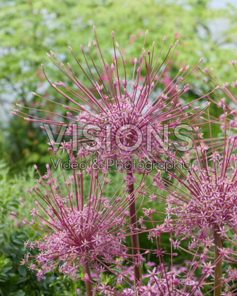 Allium schubertii Allium schubertii