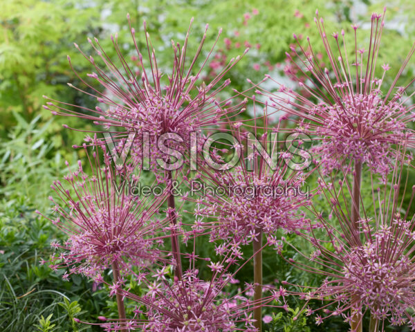 Allium schubertii Allium schubertii