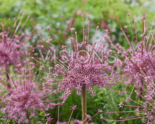 Allium schubertii Allium schubertii