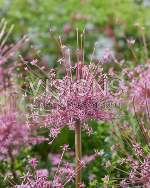 Allium schubertii Allium schubertii