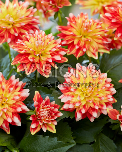 Dahlia Hypnotica® Candy Corn