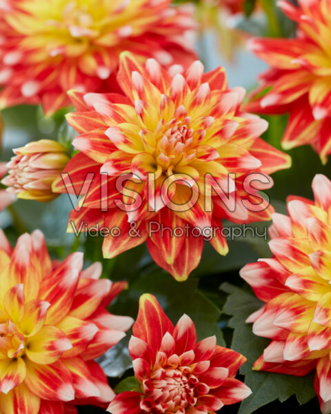 Dahlia Hypnotica® Candy Corn