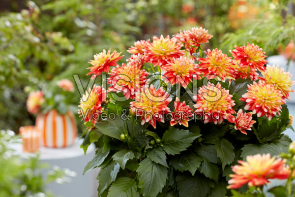 Dahlia Hypnotica® Candy Corn Dahlia Hypnotica® Candy Corn