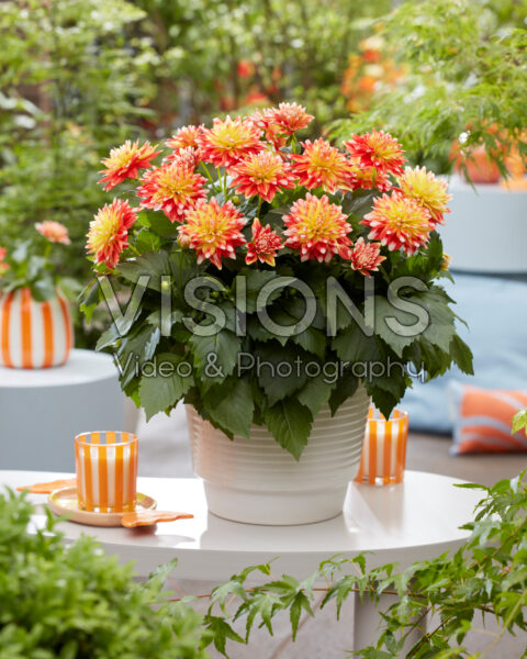 Dahlia coccinea Hypnotica® Candy Corn Dahlia coccinea Hypnotica® Candy Corn