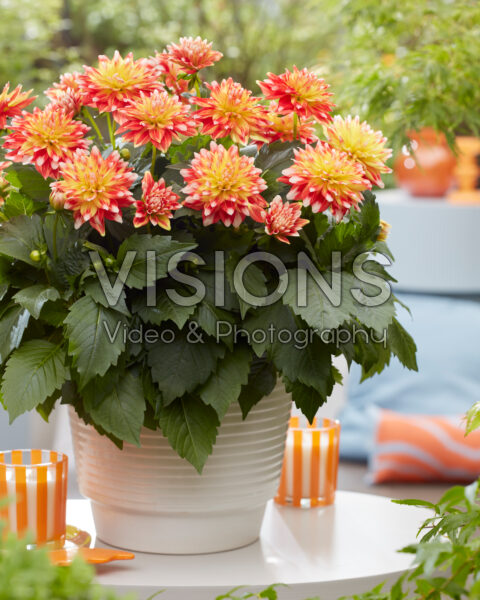 Dahlia Hypnotica® Candy Corn