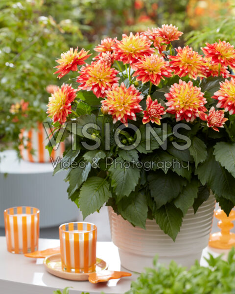 Dahlia Hypnotica® Candy Corn Dahlia Hypnotica® Candy Corn