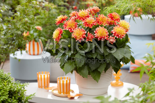 Dahlia Hypnotica® Candy Corn Dahlia Hypnotica® Candy Corn