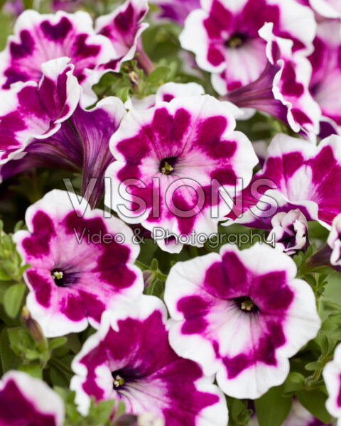 Petunia x hybrida Painted Love Purple Petunia x hybrida Painted Love Purple