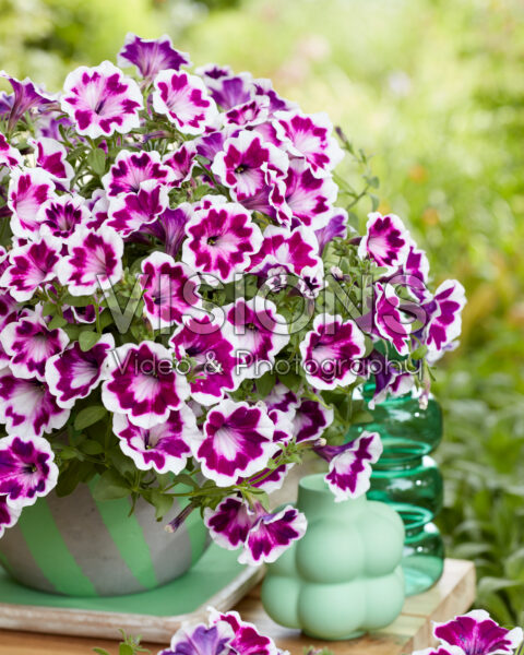 Petunia Painted Love™ Purple Petunia Painted Love™ Purple