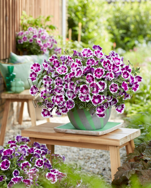 Petunia x hybrida Painted Love Purple
