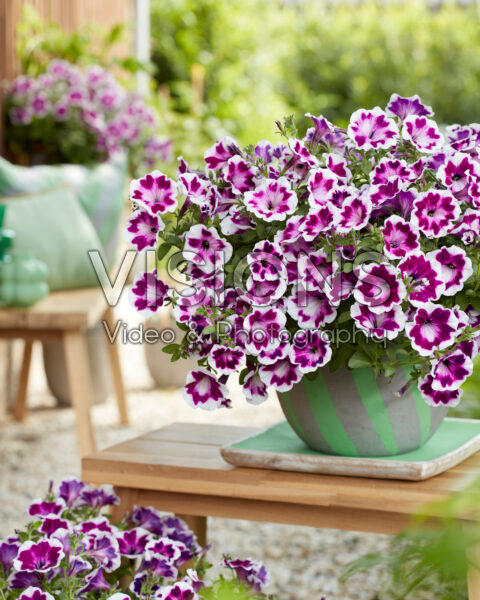 Petunia Painted Love™ Purple