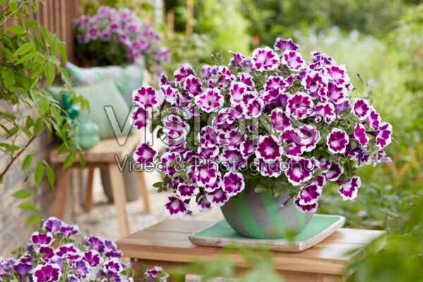 Petunia x hybrida Painted Love Purple