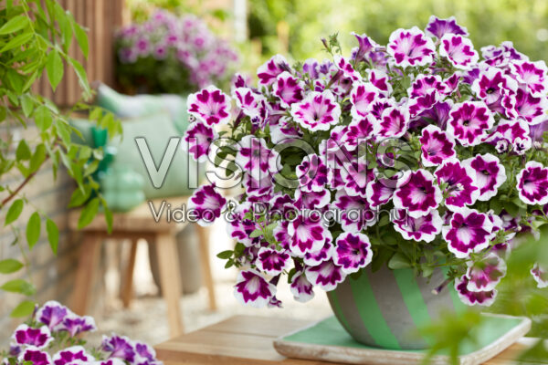 Petunia x hybrida Painted Love Purple Petunia x hybrida Painted Love Purple