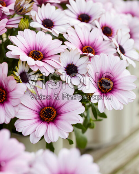 Osteospermum Sunny® Klaudia