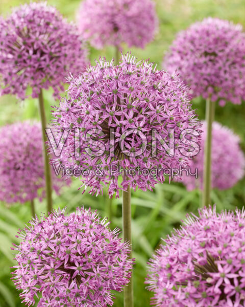 Allium Stratos Allium Stratos