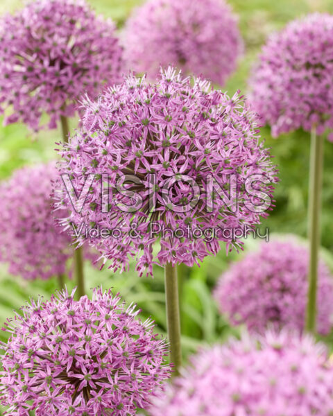 Allium Stratos