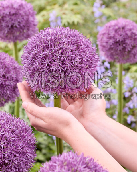 Allium Globemaster