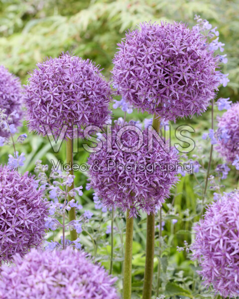 Allium Pinball Wizard Allium Pinball Wizard