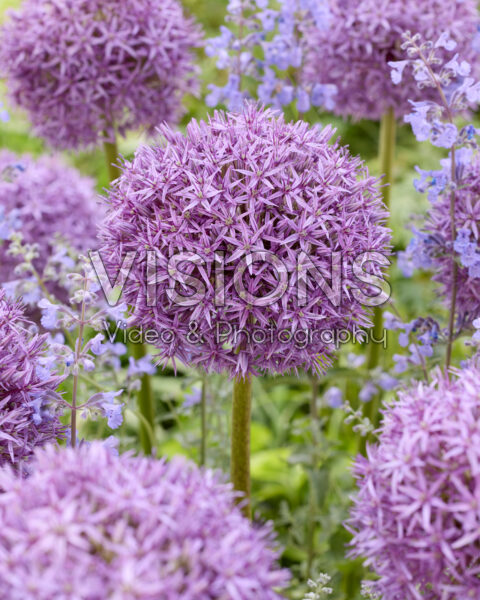 Allium Pinball Wizard Allium Pinball Wizard