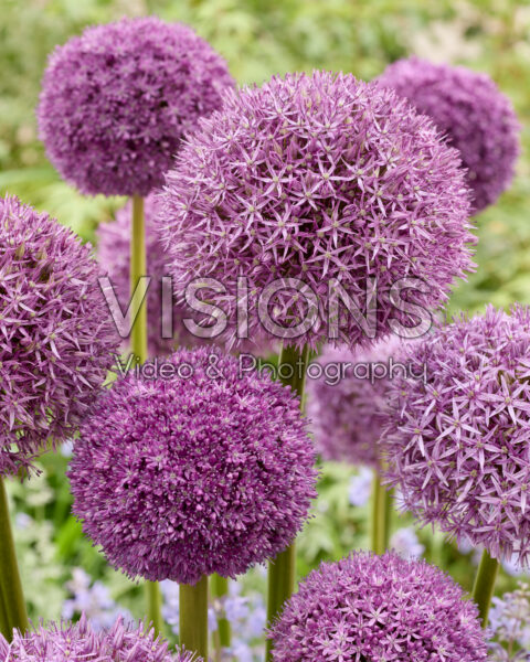 Allium mixed