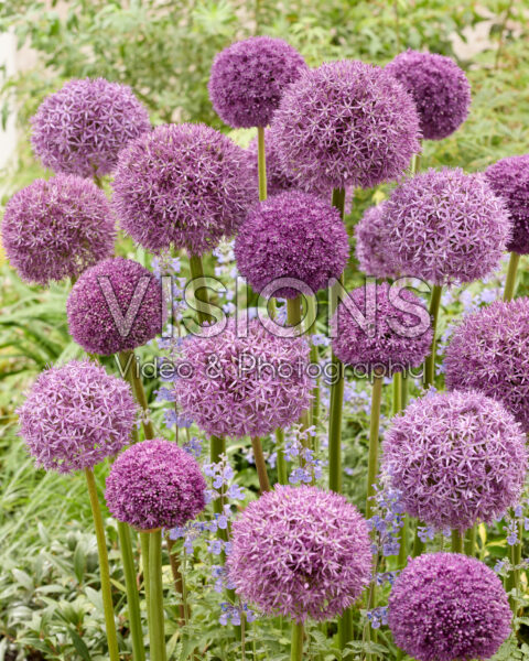 Allium mixed Allium mixed