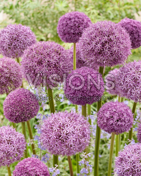 Allium mixed Allium mixed