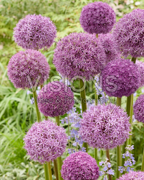 Allium mixed