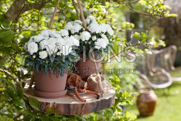 Dianthus white Dianthus white