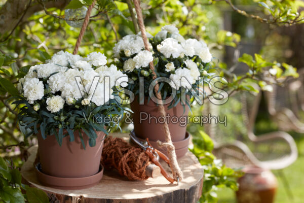 Dianthus wit Dianthus wit
